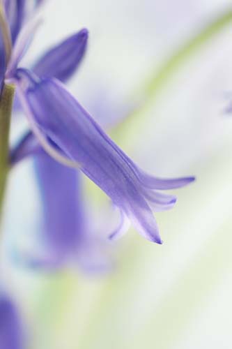 bluebellDSC00296