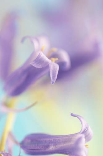 bluebellDSC00298