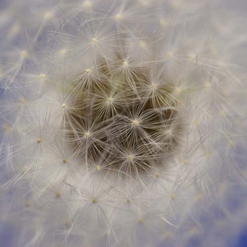 dandelion