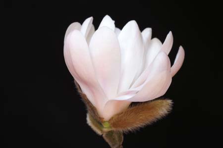 magnoliaPICT0010