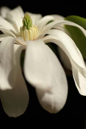 magnoliaPICT0021