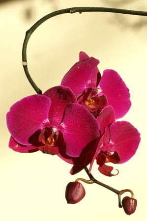 1_orchid_052