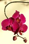 1_orchid_052